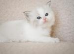 Ophelia - Ragdoll Kitten For Sale - Fort Worth&comma; TX&comma; US