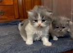Angel's Litter - Persian Kitten For Sale - Dearborn&comma; MI&comma; US