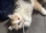 Pumpkin Calico Persian - Persian Kitten For Sale - Dearborn&comma; MI&comma; US