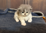 Angel's Litter - Persian Kitten For Sale - Dearborn&comma; MI&comma; US