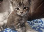 2Boy - Maine Coon Kitten For Sale - KS&comma; US