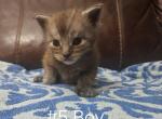 5Boy - Maine Coon Kitten For Sale - KS&comma; US
