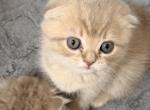 Scottish fold solid beige male - Scottish Straight Kitten For Sale