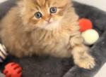 Scottish fold female long hair - Scottish Fold Kitten For Sale - Sarasota, FL, US