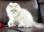 Ike 2 - Siberian Kitten For Sale - Bonita Springs&comma; FL&comma; US
