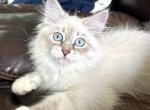 Izumi 1 - Siberian Kitten For Sale - Bonita Springs&comma; FL&comma; US
