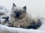 Bella - Ragdoll Kitten For Sale - Saint Clair&comma; MI&comma; US