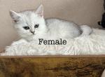 Beaty - Scottish Straight Kitten For Sale - Rio Linda&comma; CA&comma; US