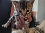 Christmas Bengals - Bengal Kitten For Sale - Valley Springs&comma; CA&comma; US