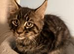 Bars - Maine Coon Kitten For Sale - Wilmington&comma; DE&comma; US