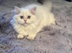 Nelly - British Shorthair Kitten For Sale - San Mateo&comma; CA&comma; US