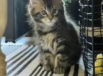 Sunny and Emmett - Maine Coon Kitten For Sale - New Albany&comma; OH&comma; US