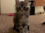 Chippy - Maine Coon Kitten For Sale - Freysville&comma; PA&comma; US