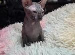 Dark Gray Male - Sphynx Kitten For Sale - Fort Worth&comma; TX&comma; US