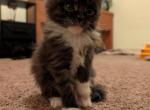 James Bond - Maine Coon Kitten For Sale - Freysville&comma; PA&comma; US