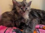 Tortie Girl - Maine Coon Kitten For Sale - Freysville&comma; PA&comma; US