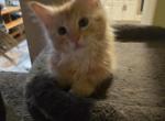 Red Classic Maine Coon - Maine Coon Cat For Sale - Cumming&comma; GA&comma; US