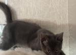 Comet - Domestic Kitten For Sale - CA&comma; US
