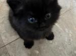 Black Velvet - Munchkin Kitten For Sale - Brookings, OR, US
