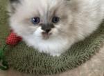 LITTLE HONEY BUNNY - Munchkin Kitten For Sale - Brookings, OR, US