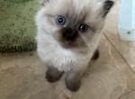 HONEY BEAR - Ragdoll Kitten For Sale - Brookings, OR, US