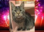 Smores - Maine Coon Cat For Sale - Renton&comma; WA&comma; US