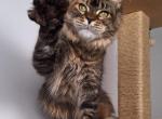 Quianna - Maine Coon Cat For Sale - Charlotte&comma; NC&comma; US