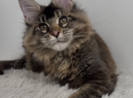 Qadira - Maine Coon Kitten For Sale/Service - Charlotte&comma; NC&comma; US