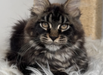 Stenley - Maine Coon Kitten For Sale/Service - Charlotte&comma; NC&comma; US