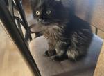 Poe the Black smoke female - Maine Coon Kitten For Sale - Easton&comma; PA&comma; US
