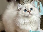 Knopa - Munchkin Kitten For Sale - Pembroke Pines&comma; FL&comma; US
