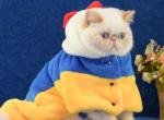 Myron - Exotic Cat For Sale - Pembroke Pines&comma; FL&comma; US