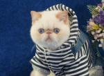 Skipper - Exotic Cat For Sale - Pembroke Pines&comma; FL&comma; US