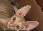 Archie - Cornish Rex Kitten For Sale