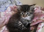 Large Black tabby ready this weekend - Maine Coon Kitten For Sale - Easton&comma; PA&comma; US