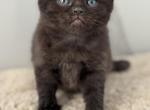 Hazel  dark brown - Scottish Straight Kitten For Sale - Federal Way&comma; WA&comma; US
