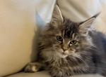 Maple - Maine Coon Kitten For Sale - Philadelphia&comma; PA&comma; US