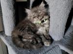 Maine Coon Dollface Persian Hybrid - Maine Coon Kitten For Sale - Mount Penn&comma; PA&comma; US