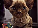 Fig - Devon Rex Kitten For Sale - Spokane&comma; WA&comma; US