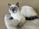 Blue point boy - Scottish Straight Kitten For Sale - Houston, TX, US