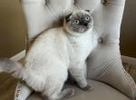 Blue point girl - Scottish Fold Kitten For Sale - Houston, TX, US
