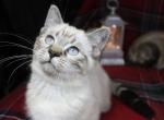 Gerald Dwarf English Muffin Male - Munchkin Kitten For Sale - Winnemucca&comma; NV&comma; US