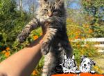 Forever Holmes MCO orange - Maine Coon Kitten For Sale - Waxahachie&comma; TX&comma; US