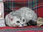 Rayma Dwarf English Muffin Female - Munchkin Kitten For Sale - Winnemucca&comma; NV&comma; US