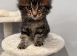 Ruby - Maine Coon Kitten For Sale - Hatboro&comma; PA&comma; US