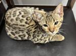 Female - Bengal Kitten For Sale - Melbourne&comma; FL&comma; US