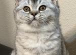 Jan - British Shorthair Kitten For Sale - OR&comma; US