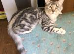 Sully - Bengal Kitten For Sale - Pendleton&comma; KY&comma; US