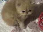 Lucy - Persian Kitten For Sale - Cumming&comma; GA&comma; US