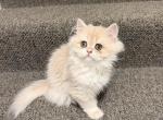 Princesses - British Shorthair Kitten For Sale - Bellevue&comma; WA&comma; US